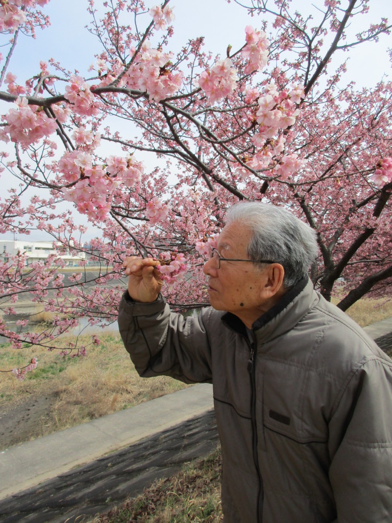 満開の河津桜。春がやってきました♪